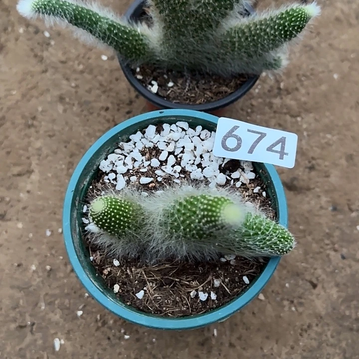 喵***人无花朵落地九尾狐674