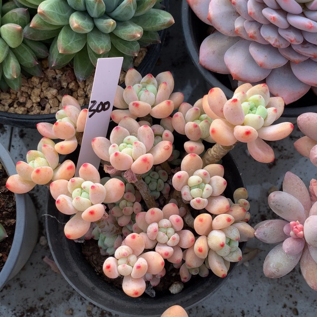 樱花劳尔7272882287282