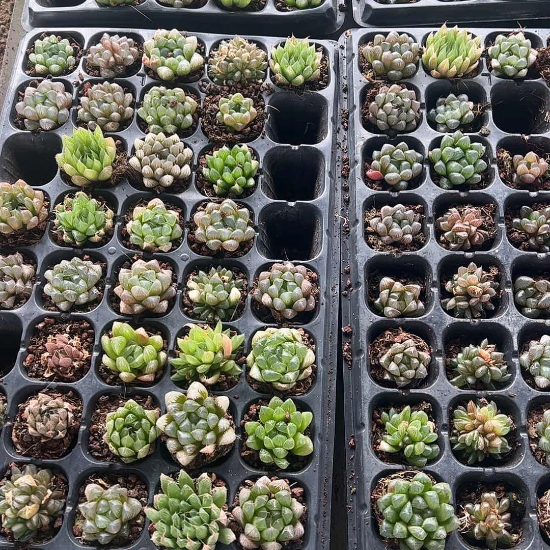 50孔玉露20颗瑕疵不售后量拍