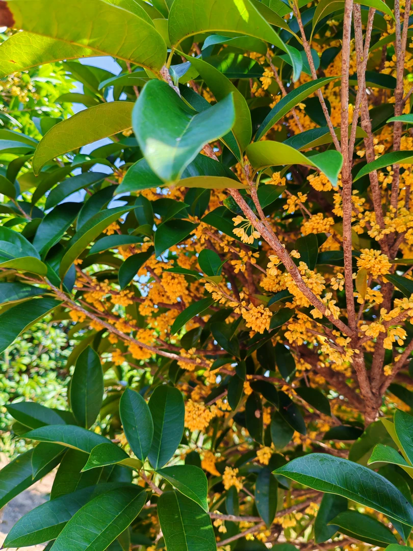 四季桂花盆栽好养易活花香浓郁适合庭院阳台种植