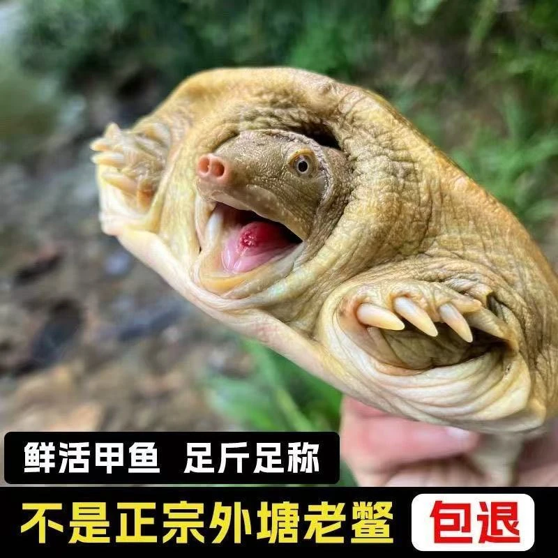 2只   5-6斤  正宗汉寿外塘生态甲鱼  鲜活发货