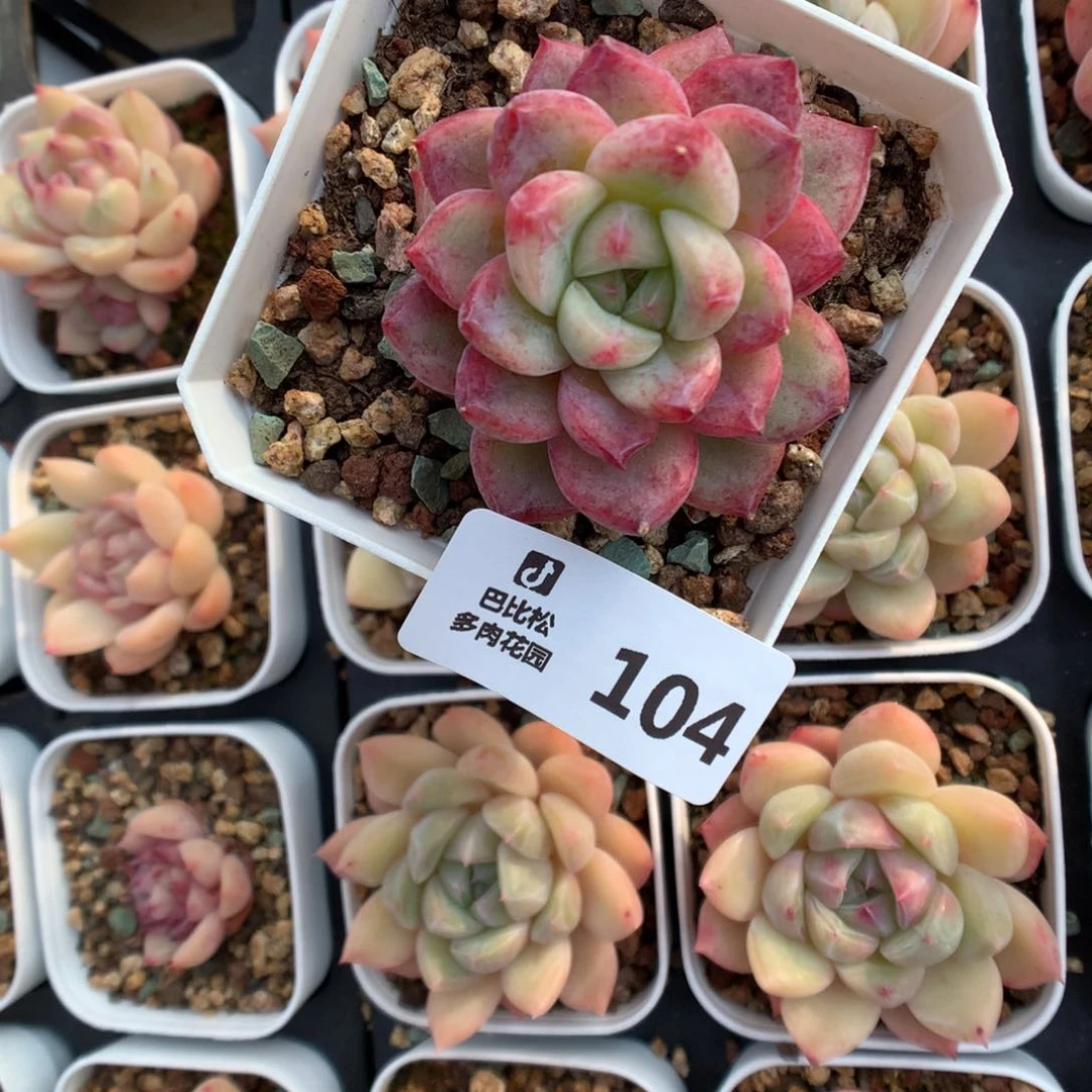 104钻石珍妮石化多肉