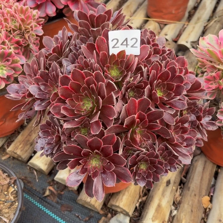 金丝缕多肉植物不包损242