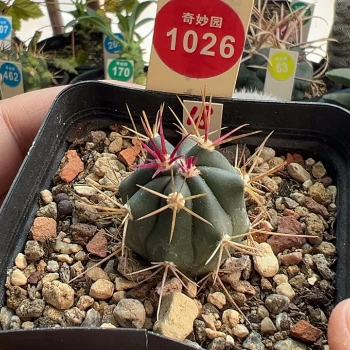 实生伟冠龙丸2.8cm