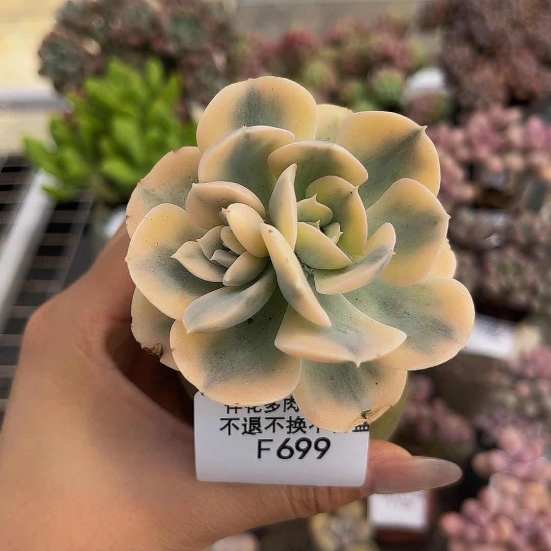 699-灿烂锦多肉6.5cm
