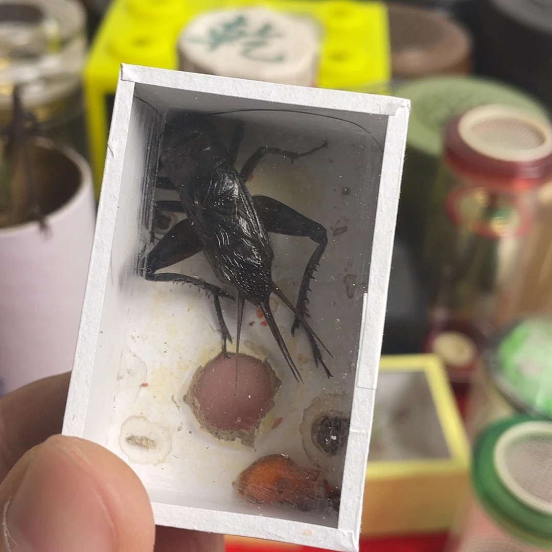 蝈蝈油葫芦福利一只