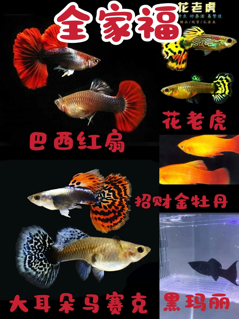 【全家福】精品观赏鱼孔雀鱼全家福 公母搭配淡水鱼可繁殖好养活