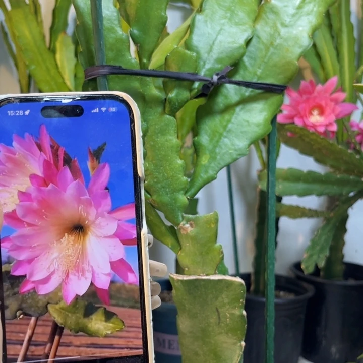 当前无花栽培后可以开花512