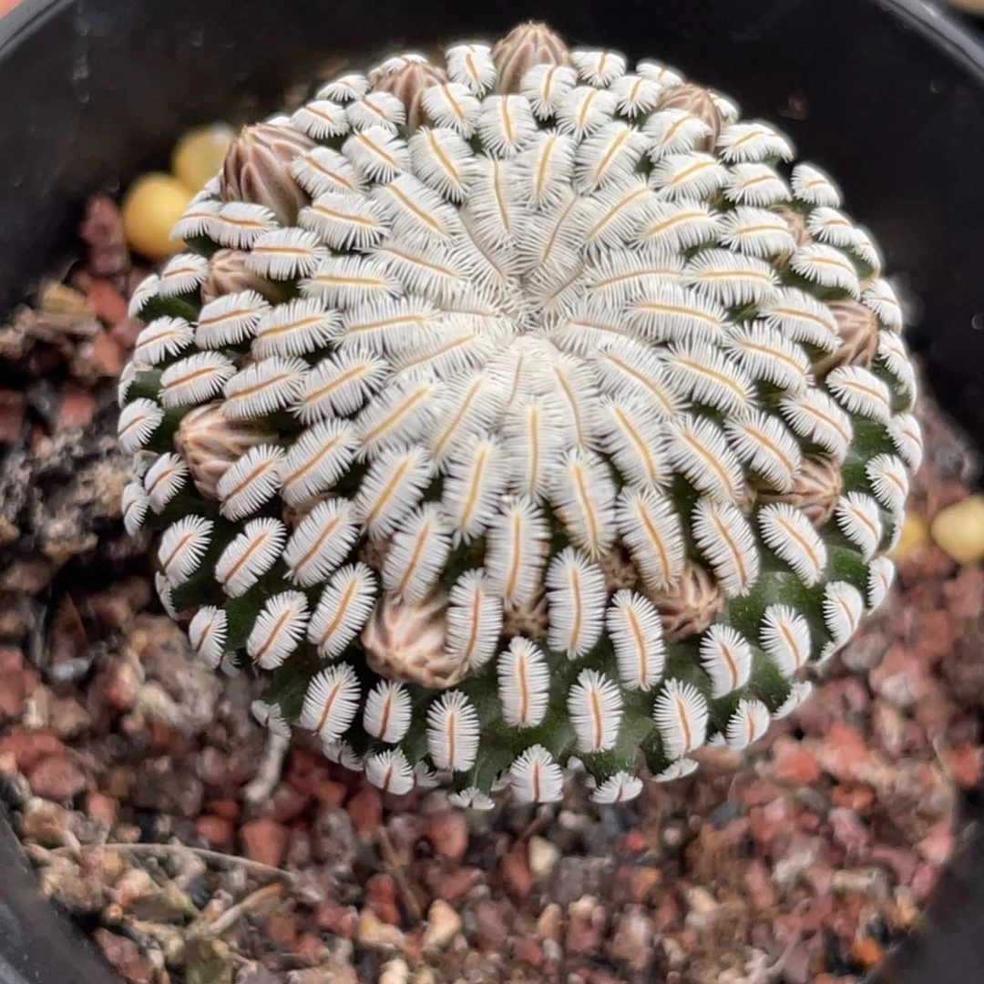 白斜子一物一拍3.1