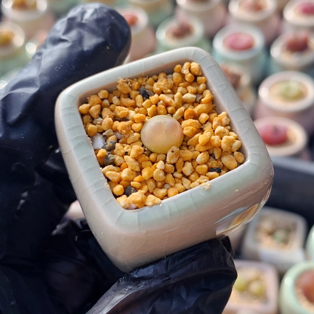 4260--一物一拍 带盆