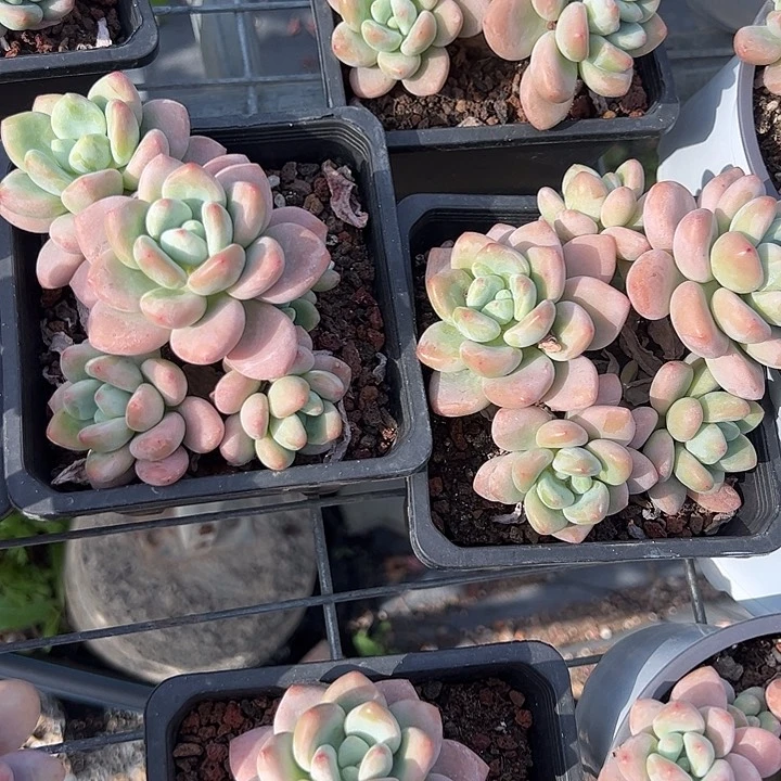 樱花洛神多肉植物