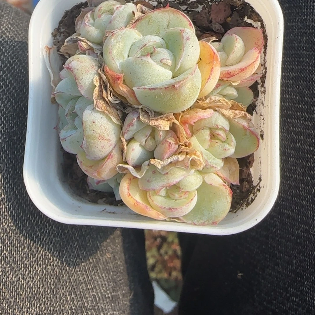 多肉小卡拉米糖心一物一拍