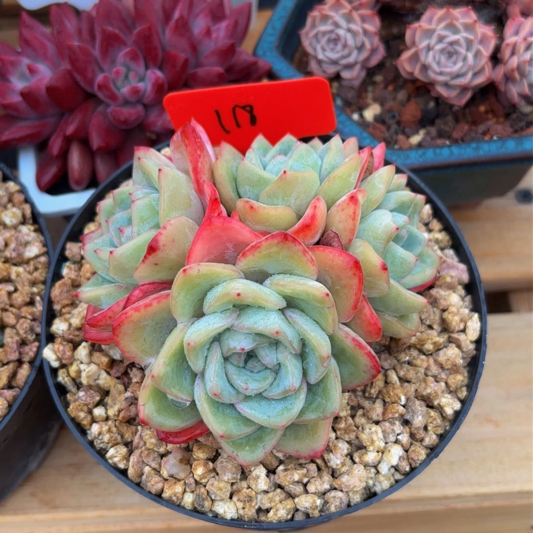 M*喵哈哈哈哈哈哈哈哈哈