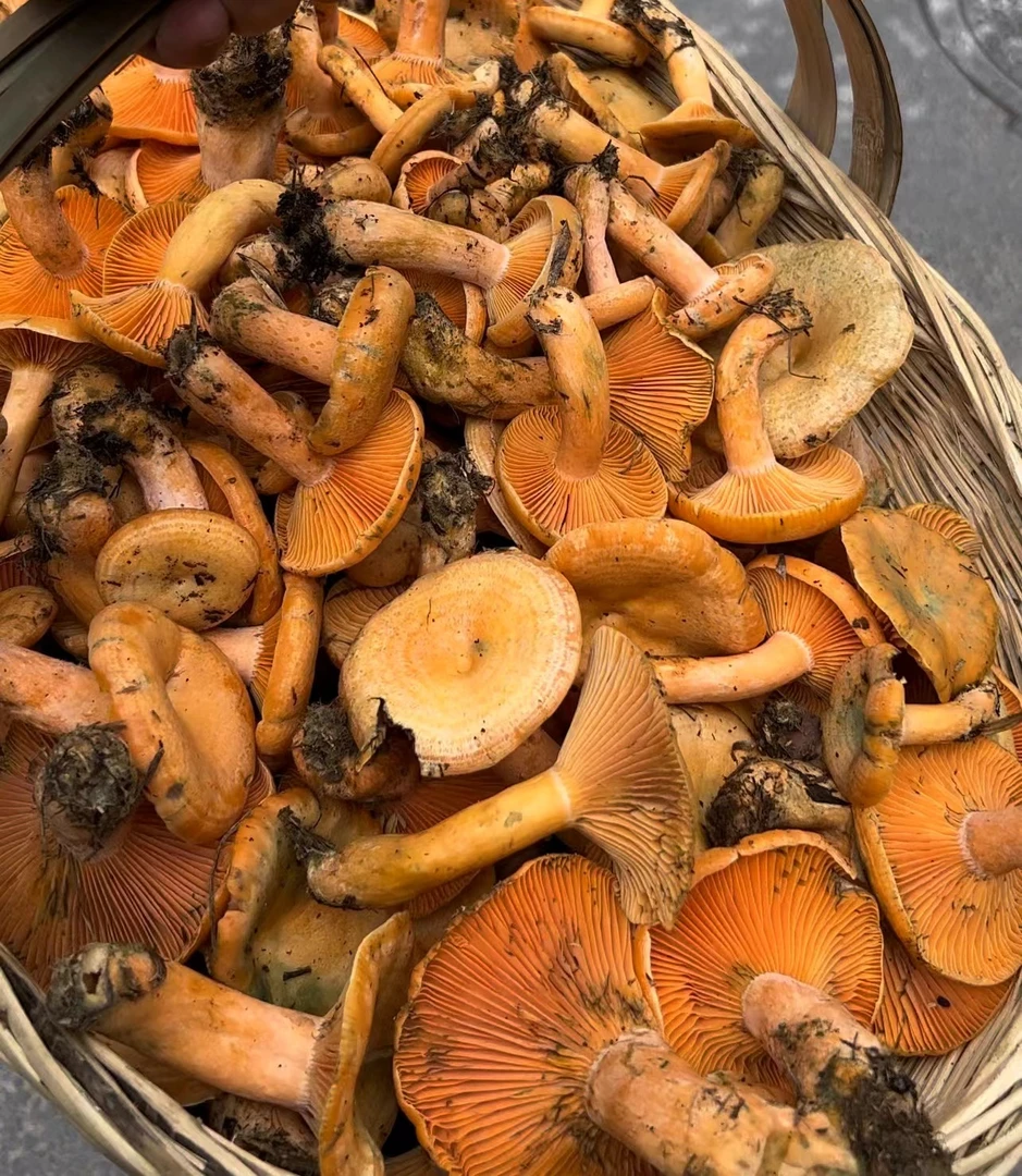 土家高山野生 松树菌 当天采摘 焯水发货 爆炒煮汤 营养美味