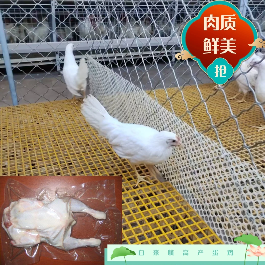 白来行蛋鸡1.8-2斤左右生鲜发货