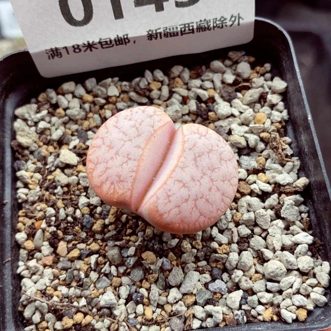 0143。