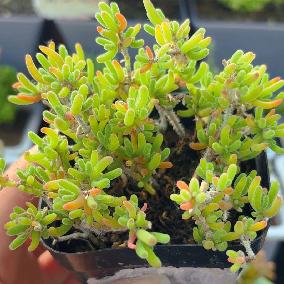 荧光兔枝干674。