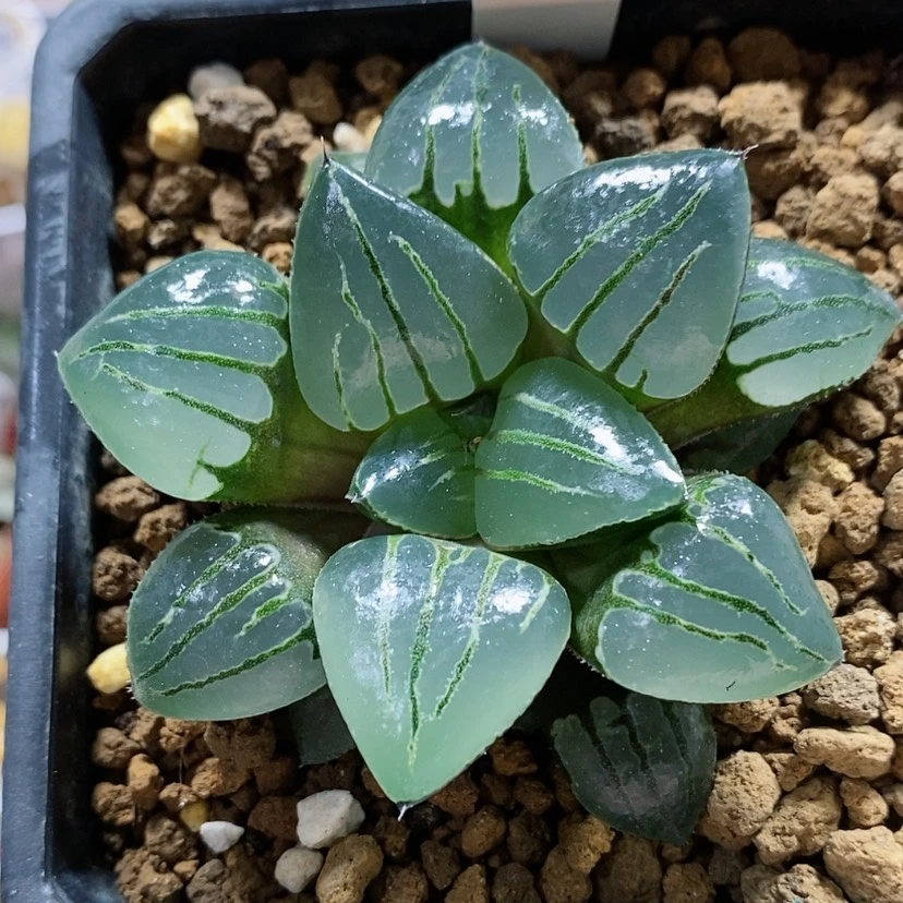 【闪购商品】25丸叶翠虎寿
