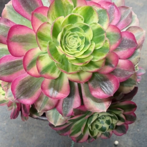 多肉植物玉资锦。