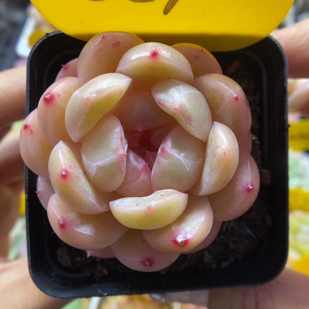 白雪珍妮可拍651号。