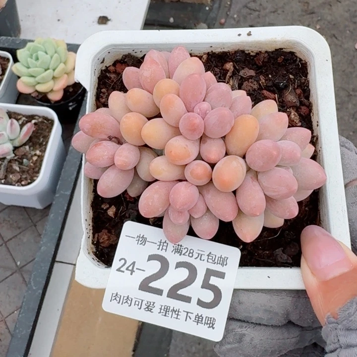 汤圆无盆土发货无盆土