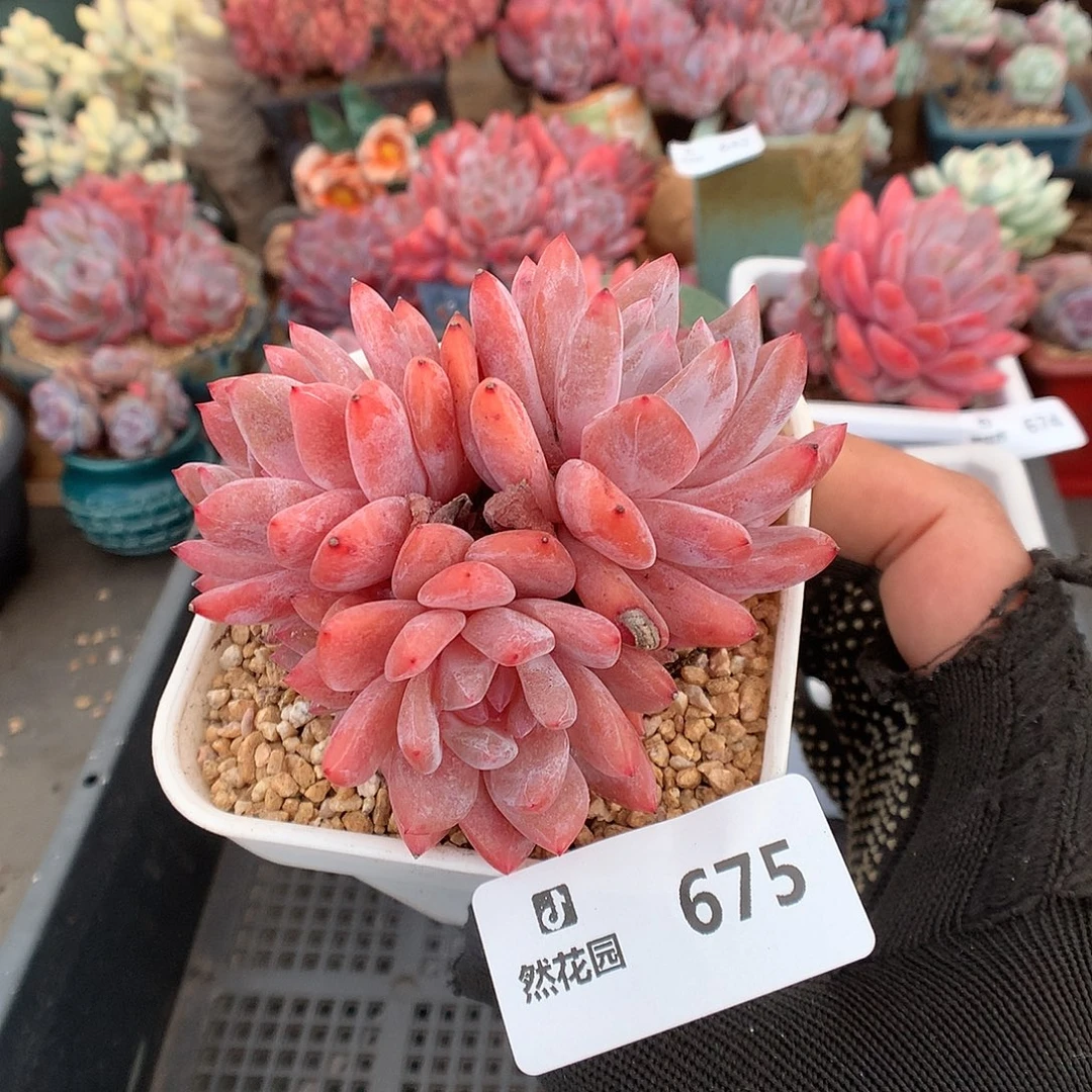 675雪天使多肉植物6666