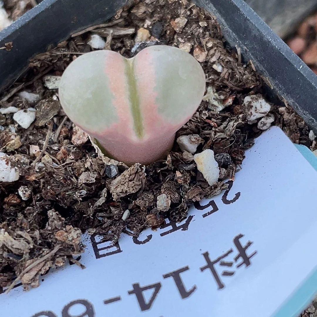 14-66小苗c10多肉植物