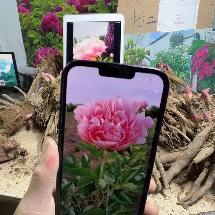 完全开放三文鱼芍药