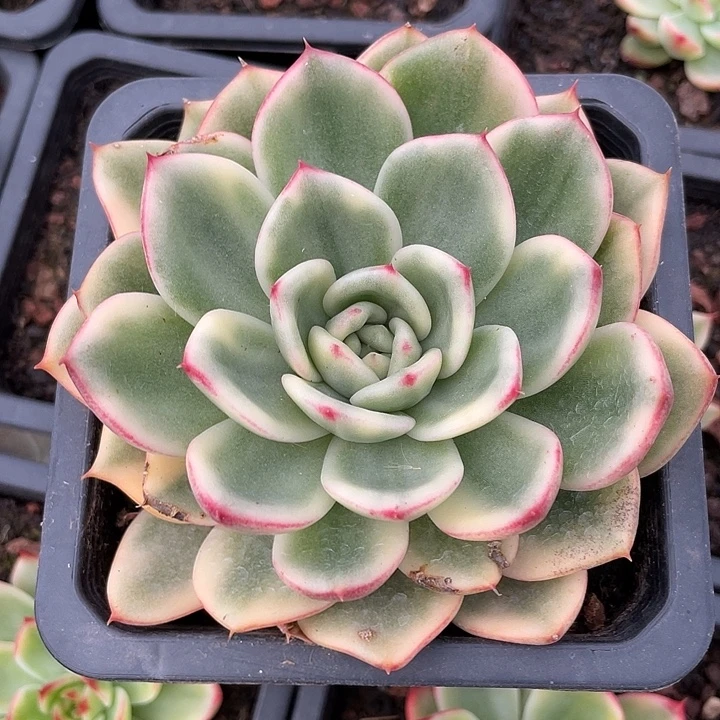 蔚蓝乌木锦。锦龙一物一拍