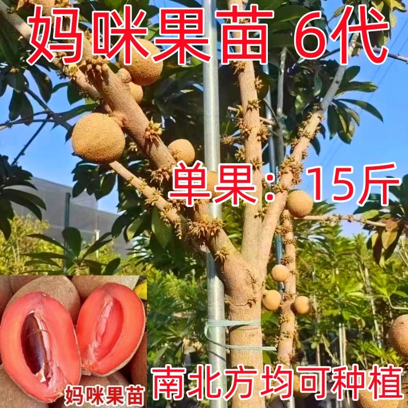 妈咪果树苗马加纳新品妈咪果树马梅果当年结果盆栽庭院南北方种植