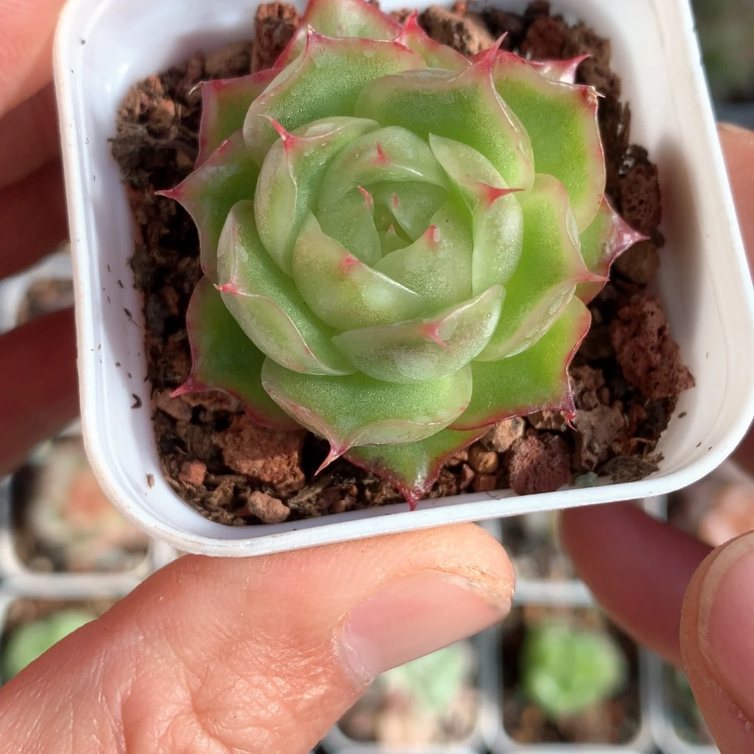 宽叶海胆珍妮。       19号