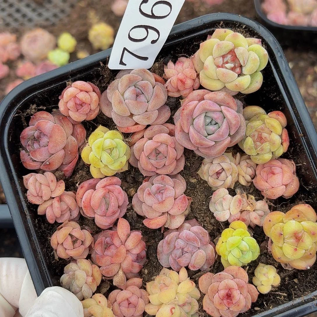 多肉植物多肉植物796