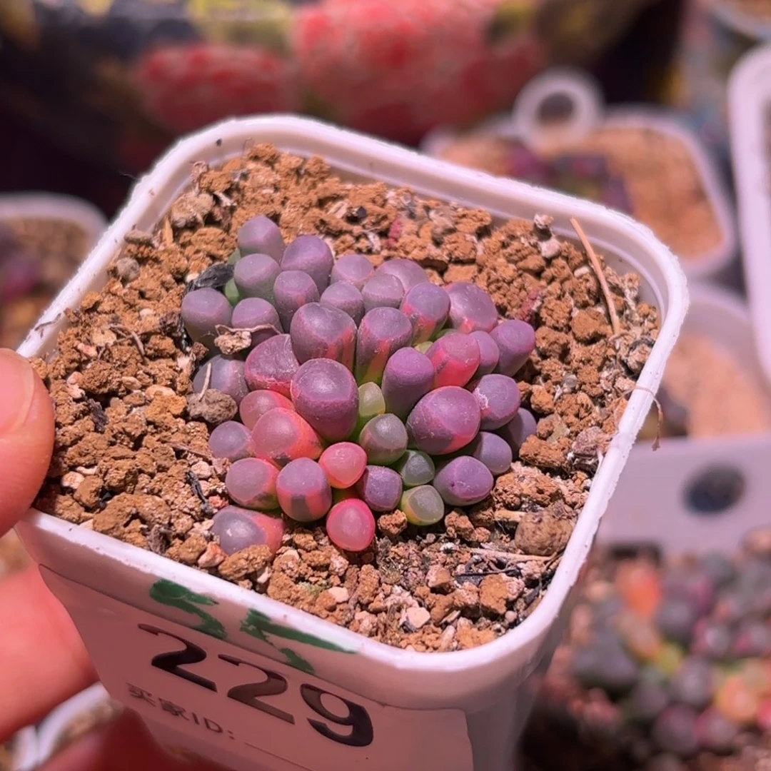 用****0229号五十铃玉锦多肉植物锦一物一拍带盆土