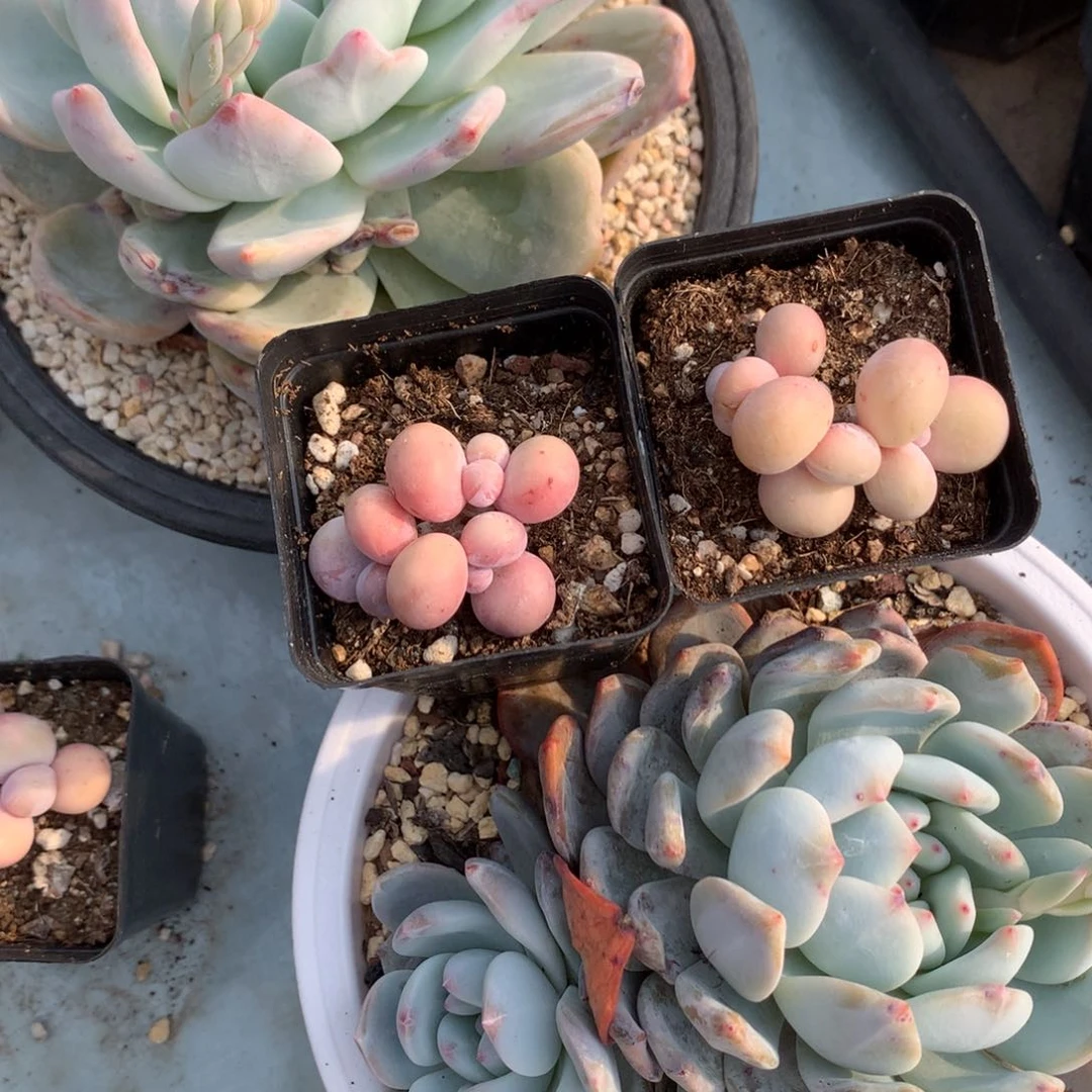 木*水光针奶酪多肉水光针