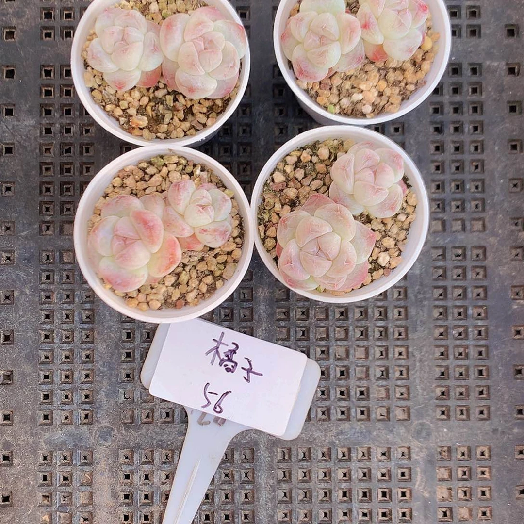 橘子脱土发货冰玉白