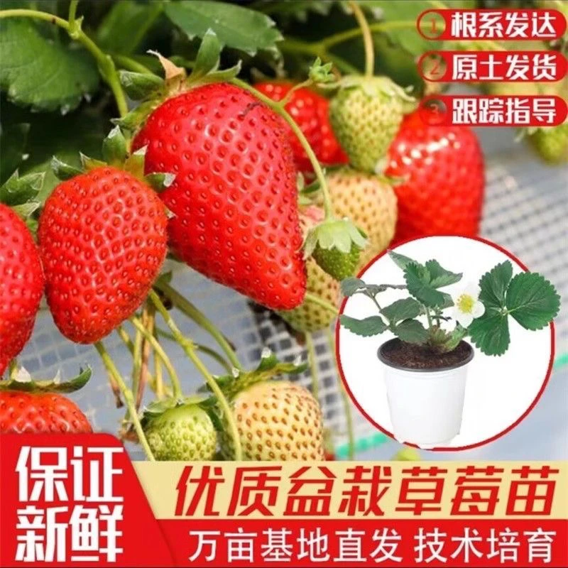 【草莓杯苗大全】草莓苗盆栽丹东乡野奶油红颜章姬四季结果秧苗新苗