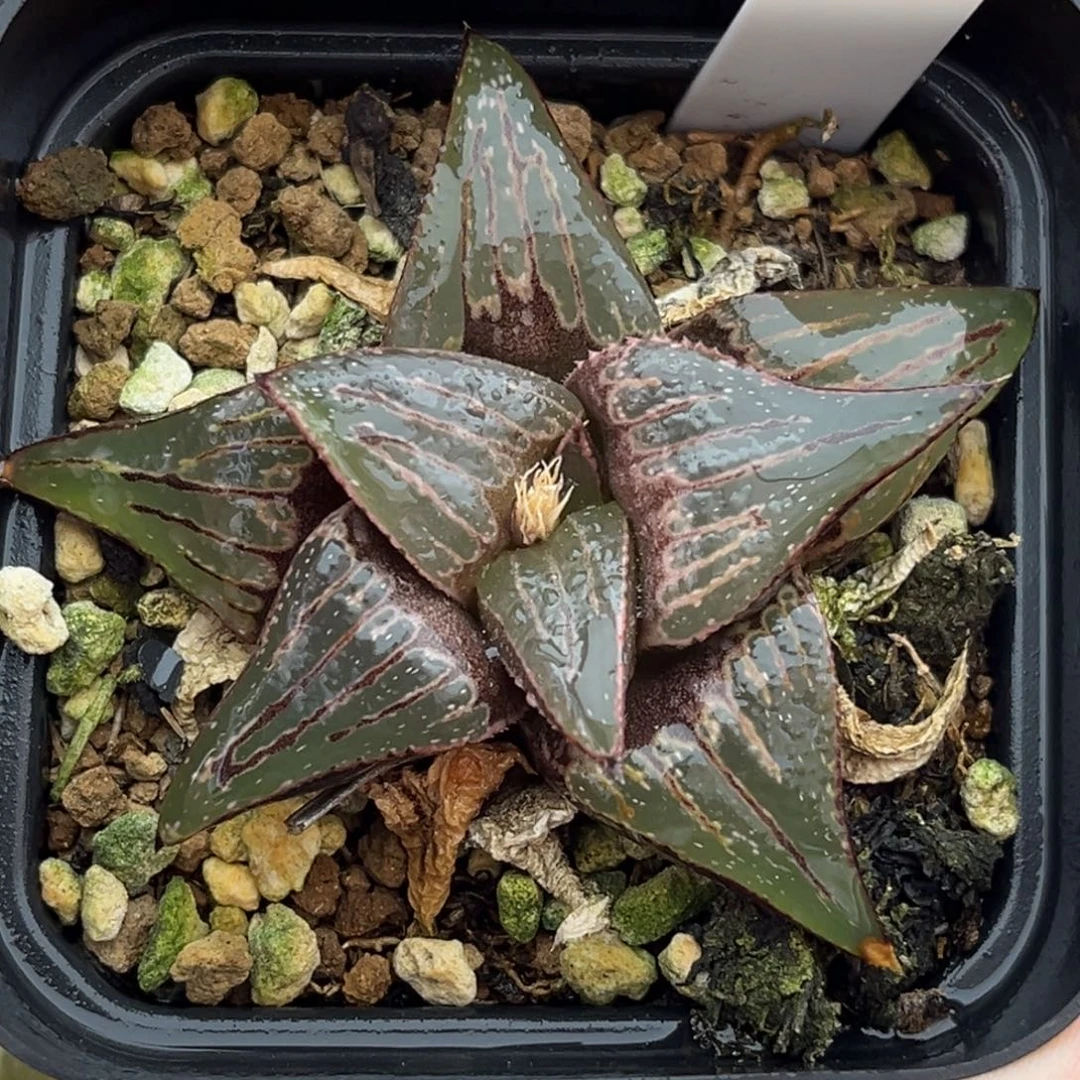 38火之鸟福利秀吧