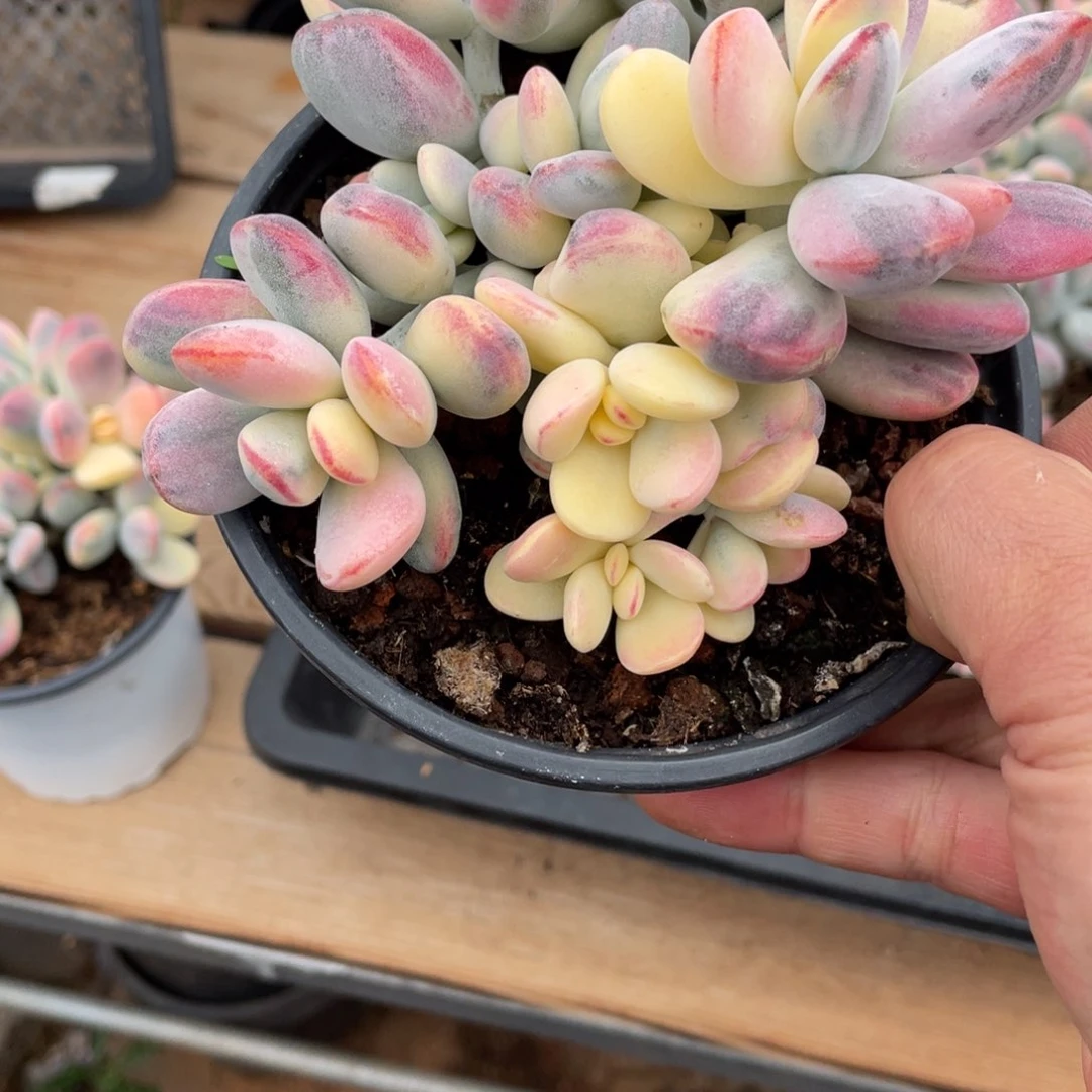 用****0淘多肉乒乓福娘锦一个