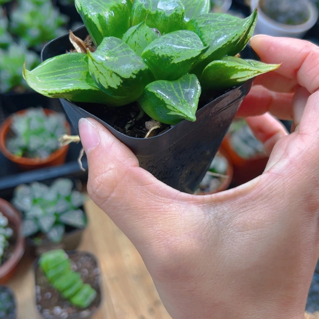 裹班若玉露多肉多肉1