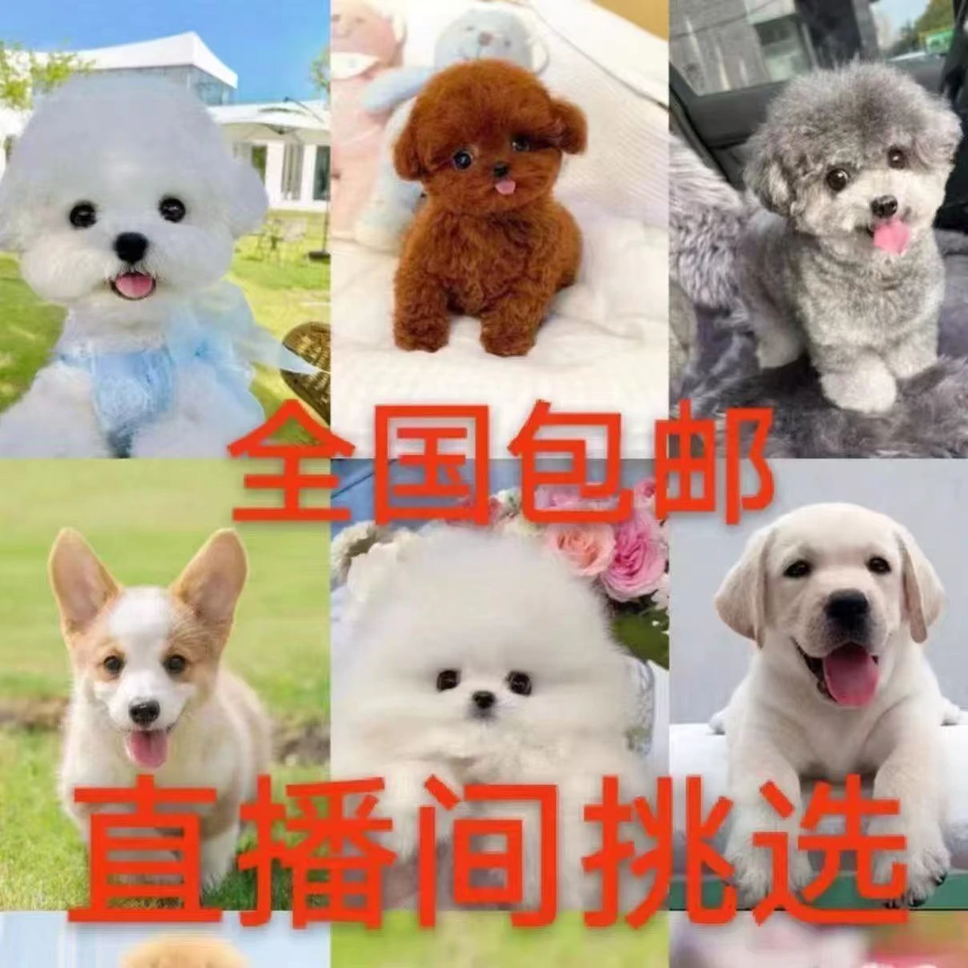 直播间博美比拉布拉多德牧泰迪金毛柯基边幼犬宠物狗活物田园小狗