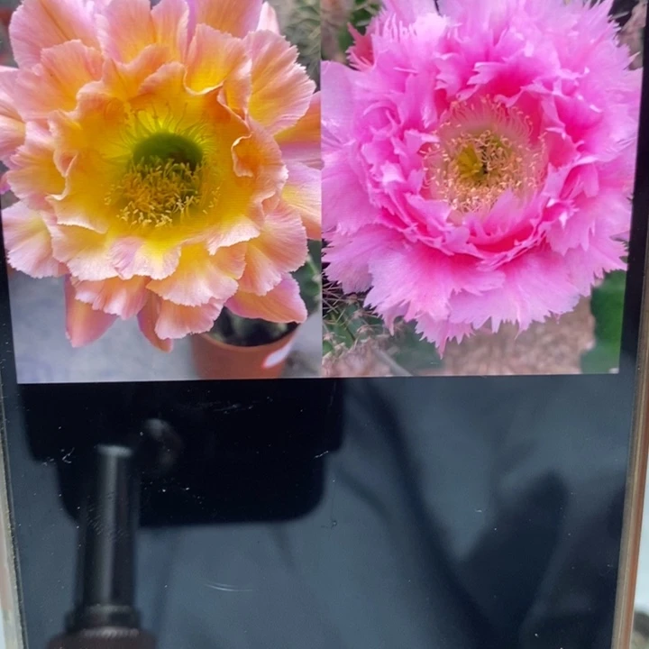 香星火和3号羽毛带根5公分左右微瑕