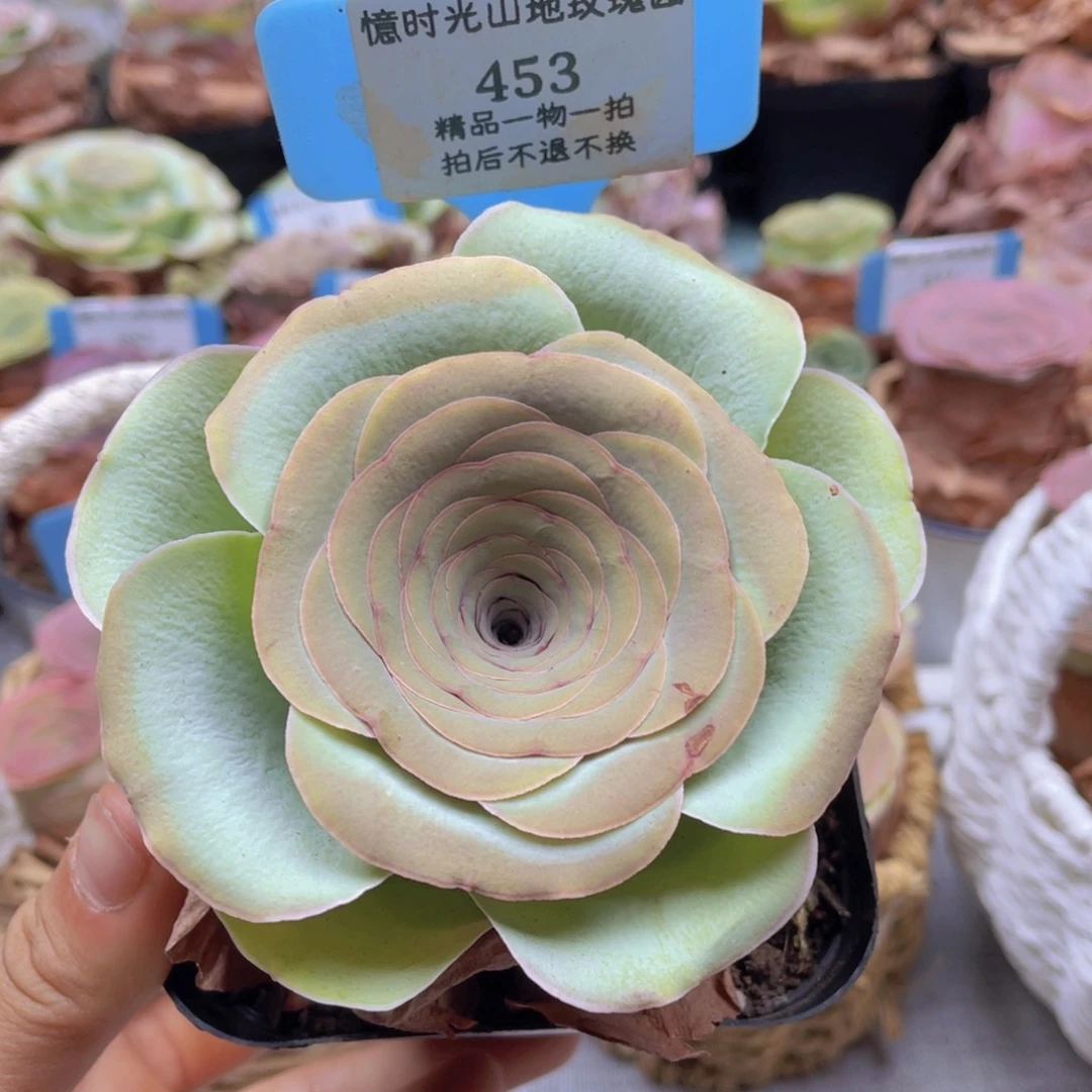 山地玫瑰453裸根发货不售后