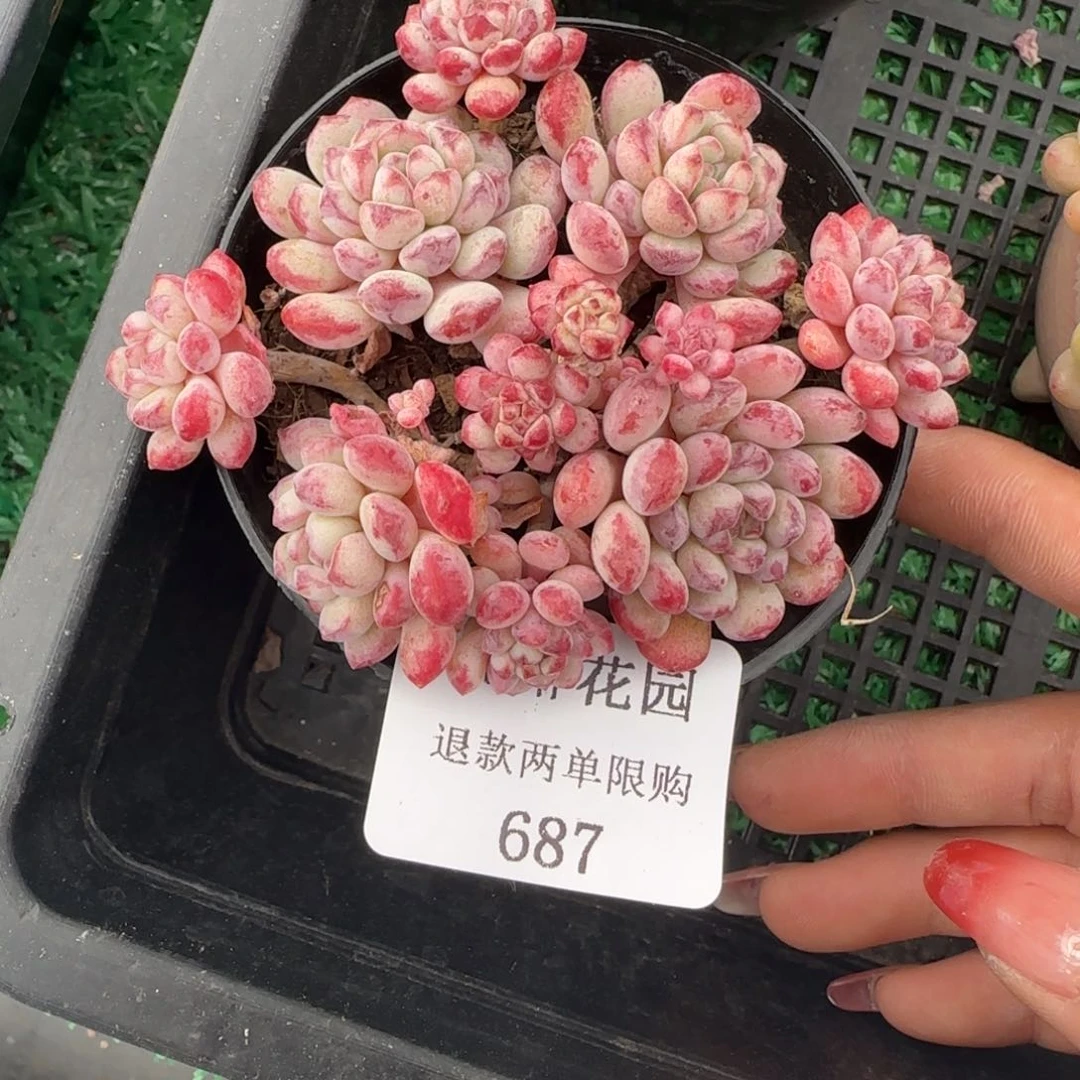 闪购精品多肉687号