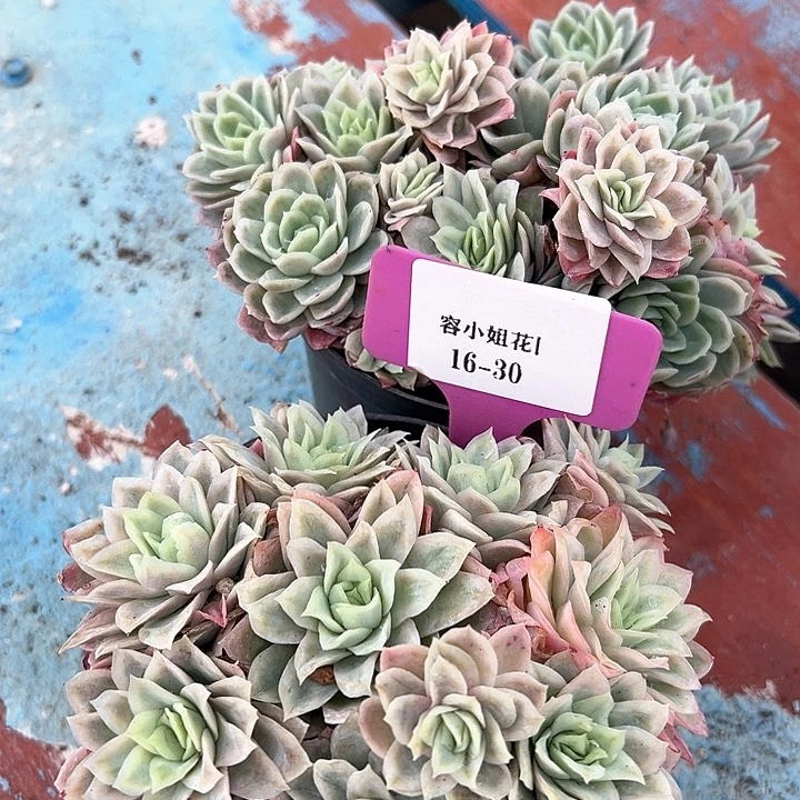 16.30紫罗兰一个脱土