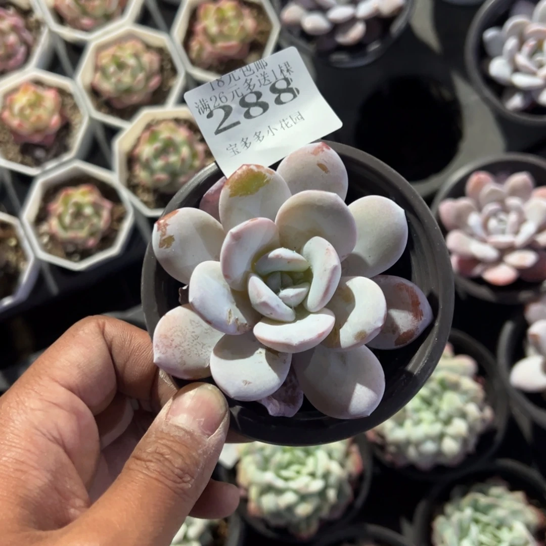 288号雪莲小树一物一拍满18包邮