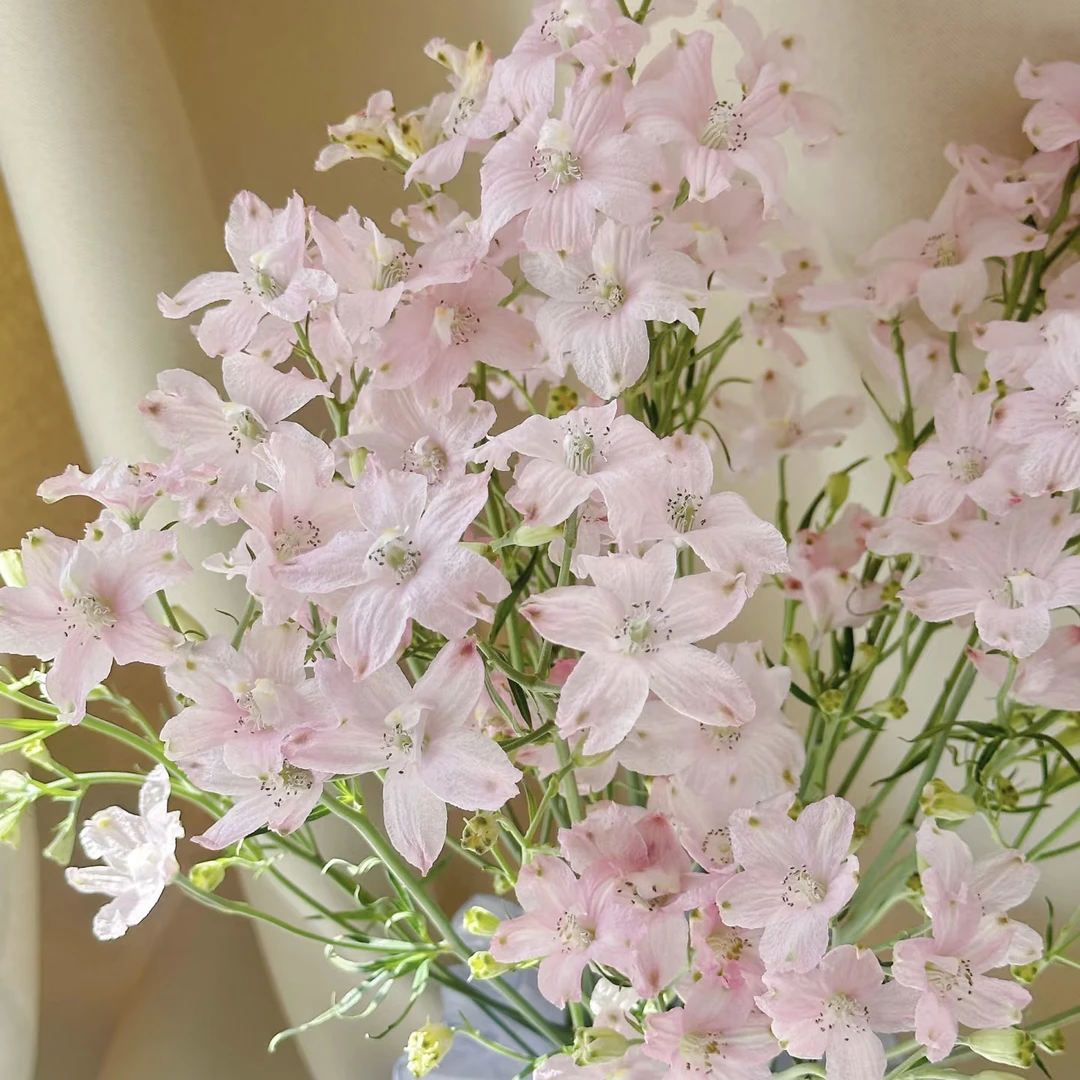 小亮的花园飞燕草千鸟草蓝色粉色阳台盆栽花卉花园植物