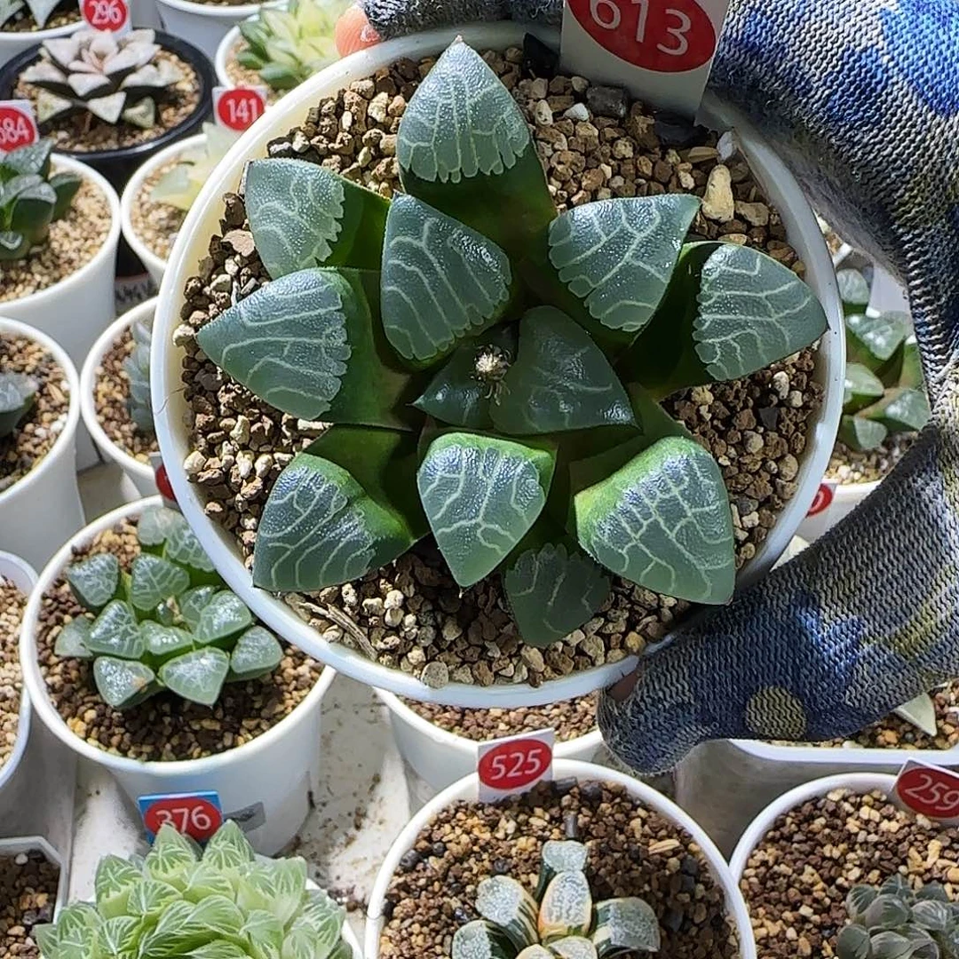 613号实生克优选孤品 8 厘米左右一物一拍带盆发货