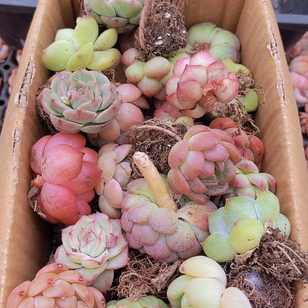 00000000001量拍保底20颗