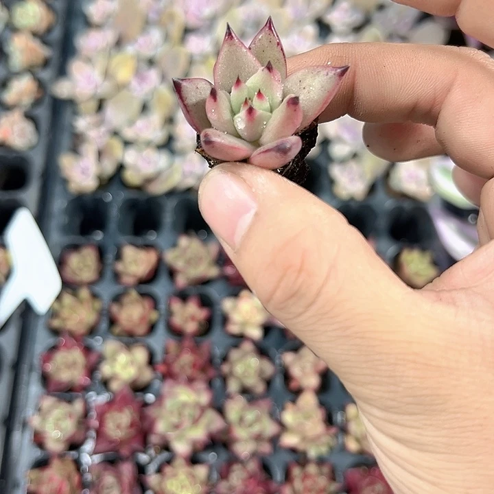 黑檀汁乌木 满10颗包邮