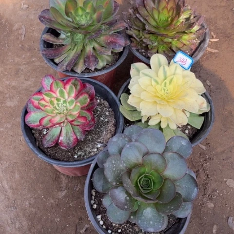 243多肉植物组合